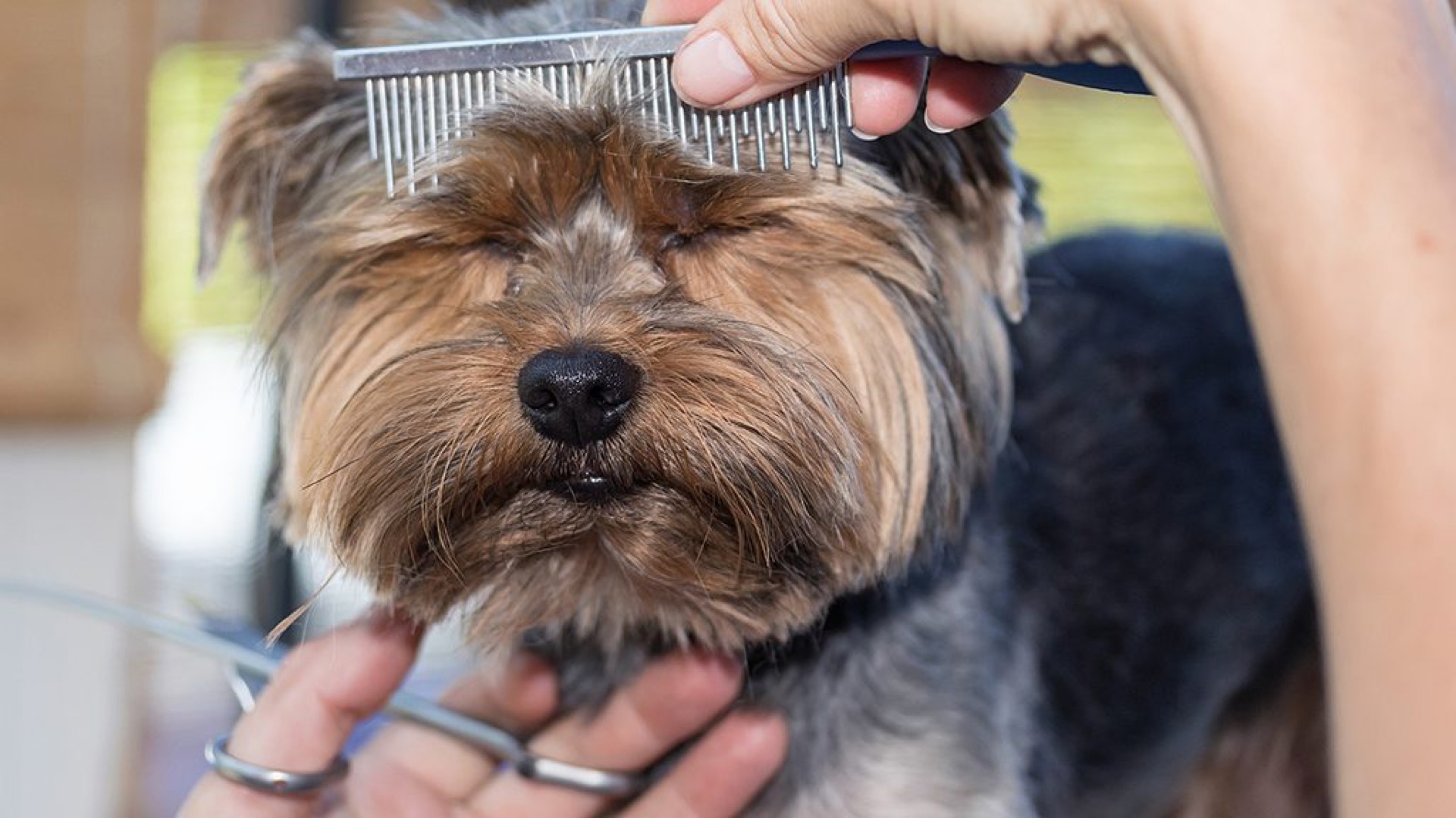 Yorkshire Terrier Hund beim Haarschnitt